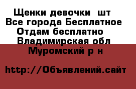 Щенки девочки 4шт - Все города Бесплатное » Отдам бесплатно   . Владимирская обл.,Муромский р-н